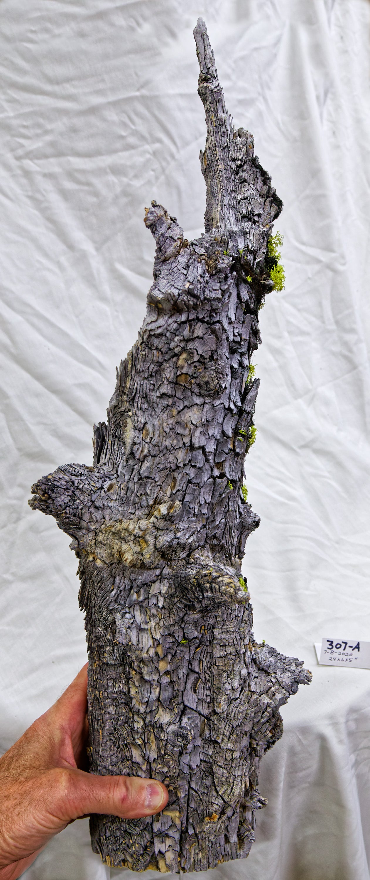 tabletop live edge beautifully grained Ponderosa pine natural sculpture with gold, brown, black, 23.5 T x 7.5 x 5.5, 3.42#, 307-A