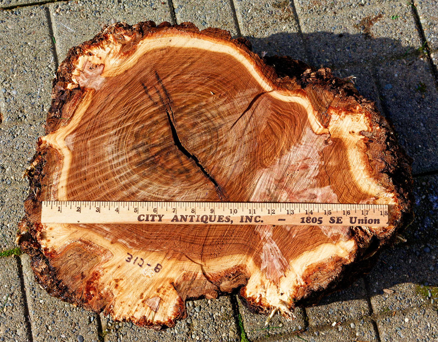 Large live edge burl wood bowl sculpture golden brown, bark, 27” x 14”x 5.5”, rich grain and burl patterns, 100% unique, Siberian black elm, 312-B Black elm burl bowl #2, Robert C Paulson Jr