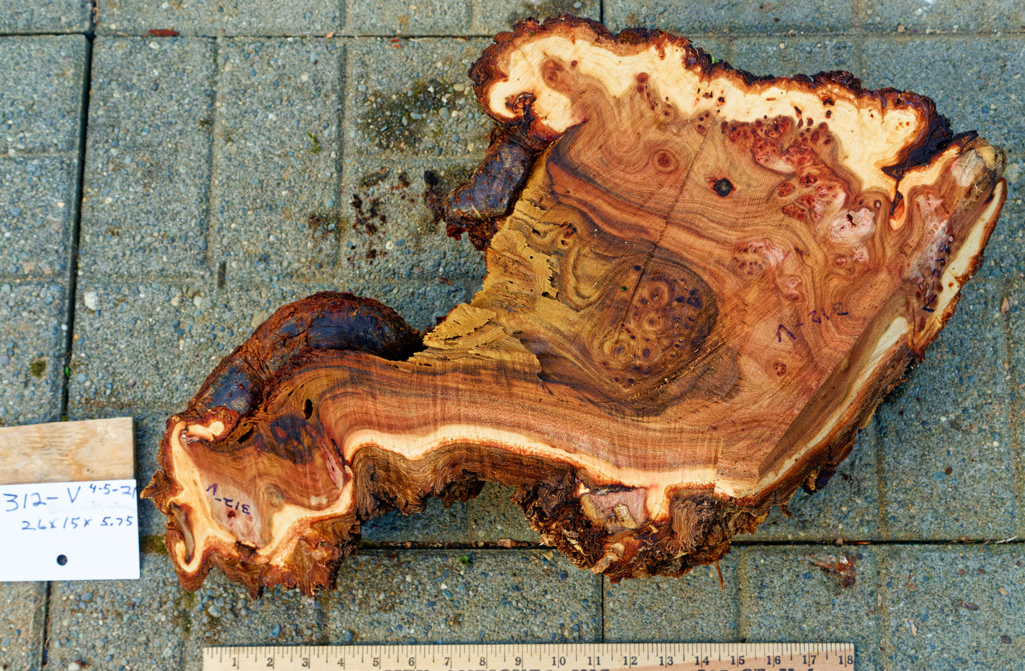 elongated natural brown gold maroon wood burl bowl, Black Elm 23.5" long , Wabi Sabi, live edge, irregular, food safe, rustic refined, 312-V