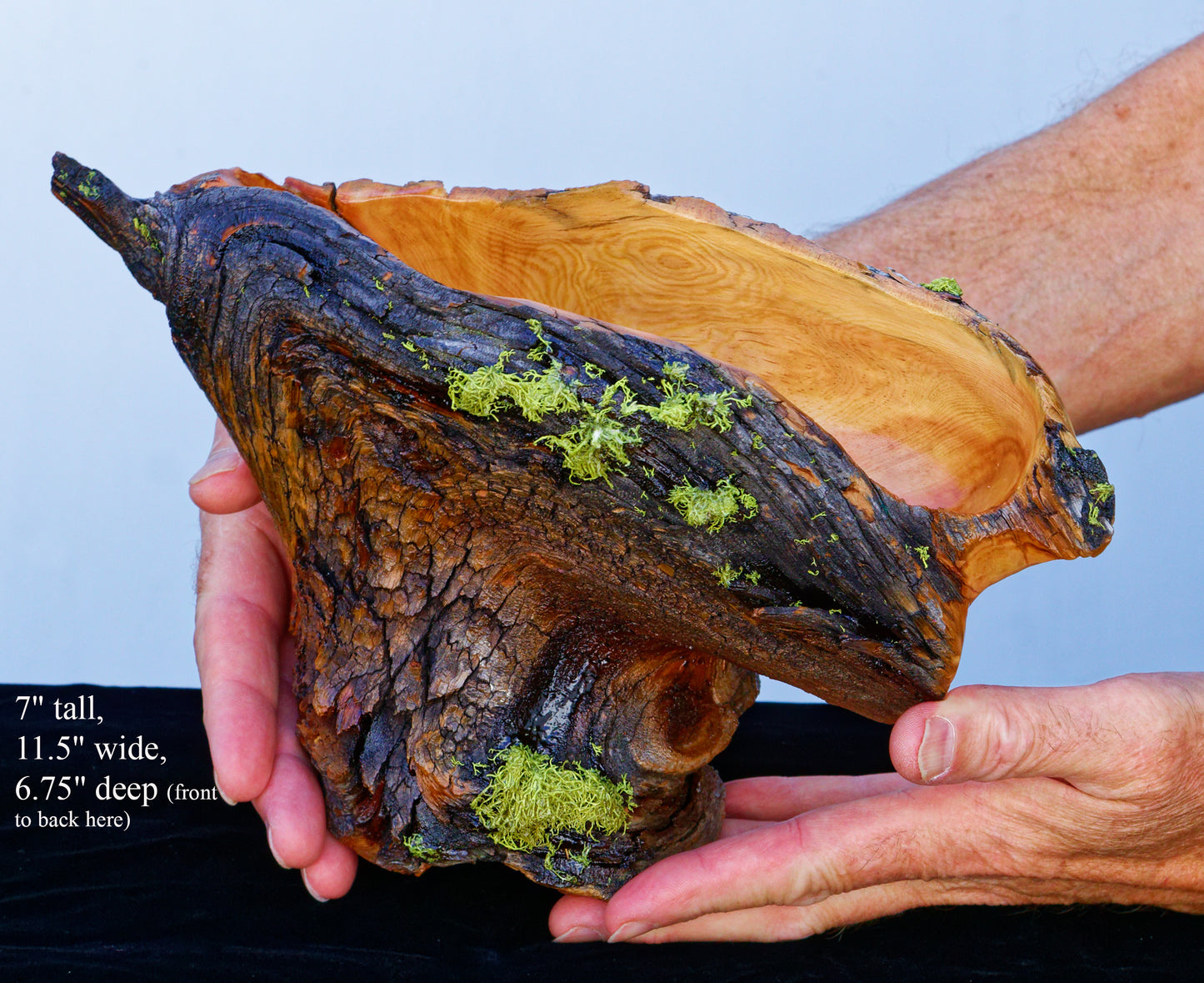 Natural rustic asymmetric wood bowl sculpture, old growth Ponderosa pine, live edge bark, 7" tall, 11.5 long, 6.75 wide, decorative, 299-a