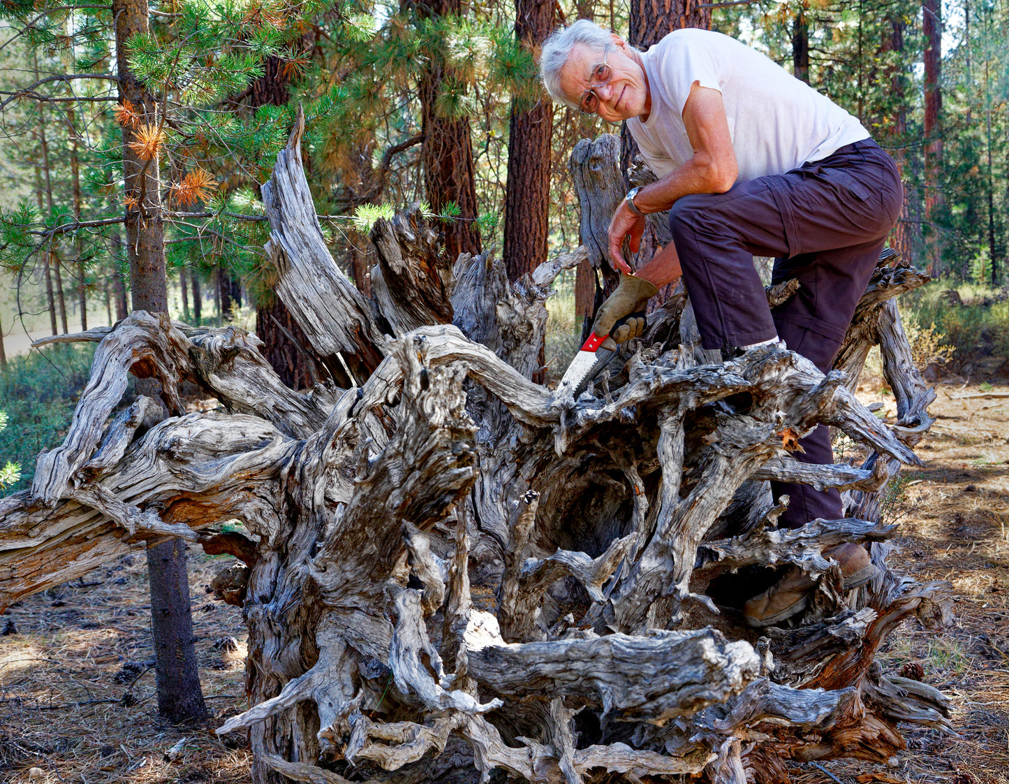 gorgeous floor & tabletop wood root sculpture, one-of-a-kind freeform wooden sculpture, 35 Tall x 17 x 14", 18 lbs, upcycled, Wabi Sabi, 332-A