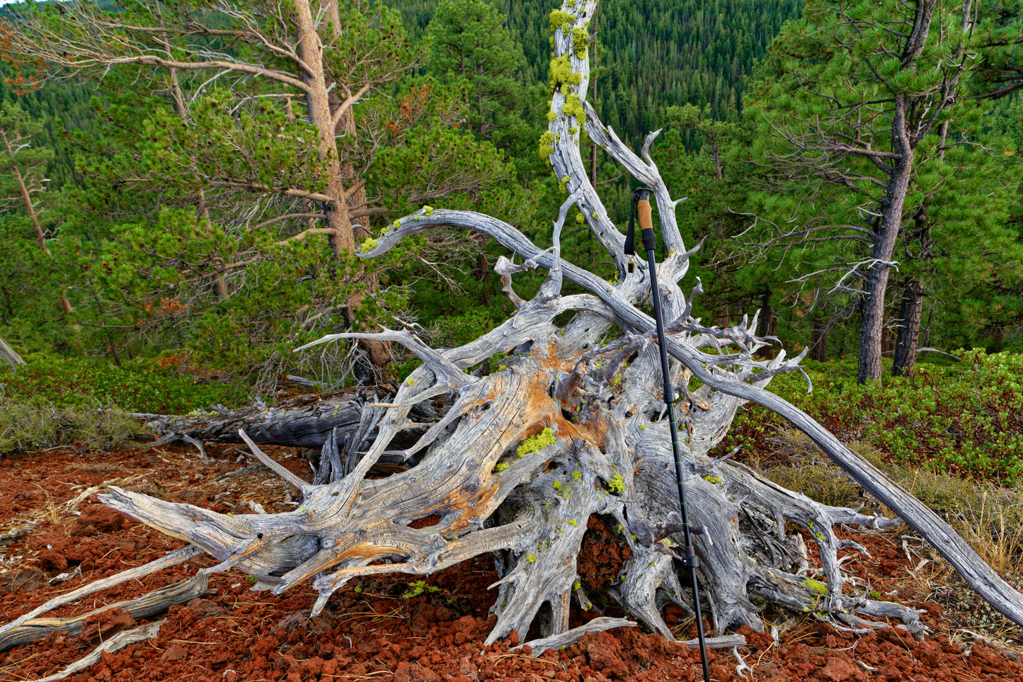 Ponderosa pine conjoined root tabletop sculpture, 28 inches tall, 336-A
