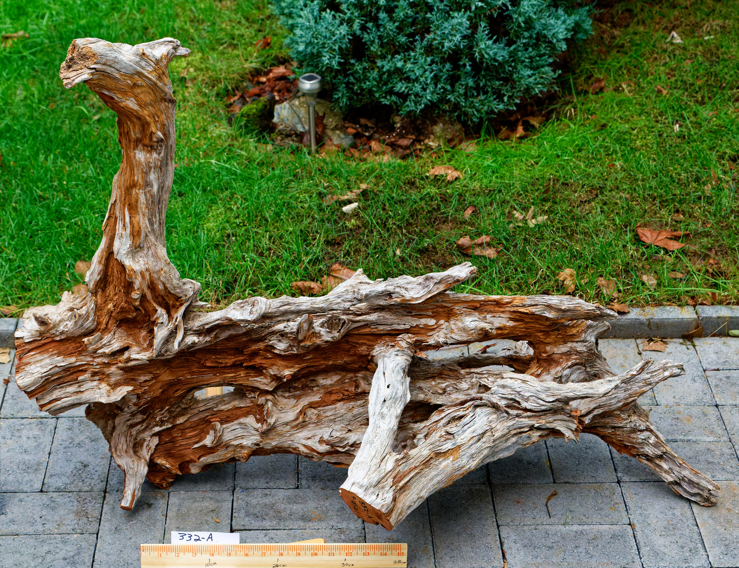 gorgeous floor & tabletop wood root sculpture, one-of-a-kind freeform wooden sculpture, 35 Tall x 17 x 14", 18 lbs, upcycled, Wabi Sabi, 332-A