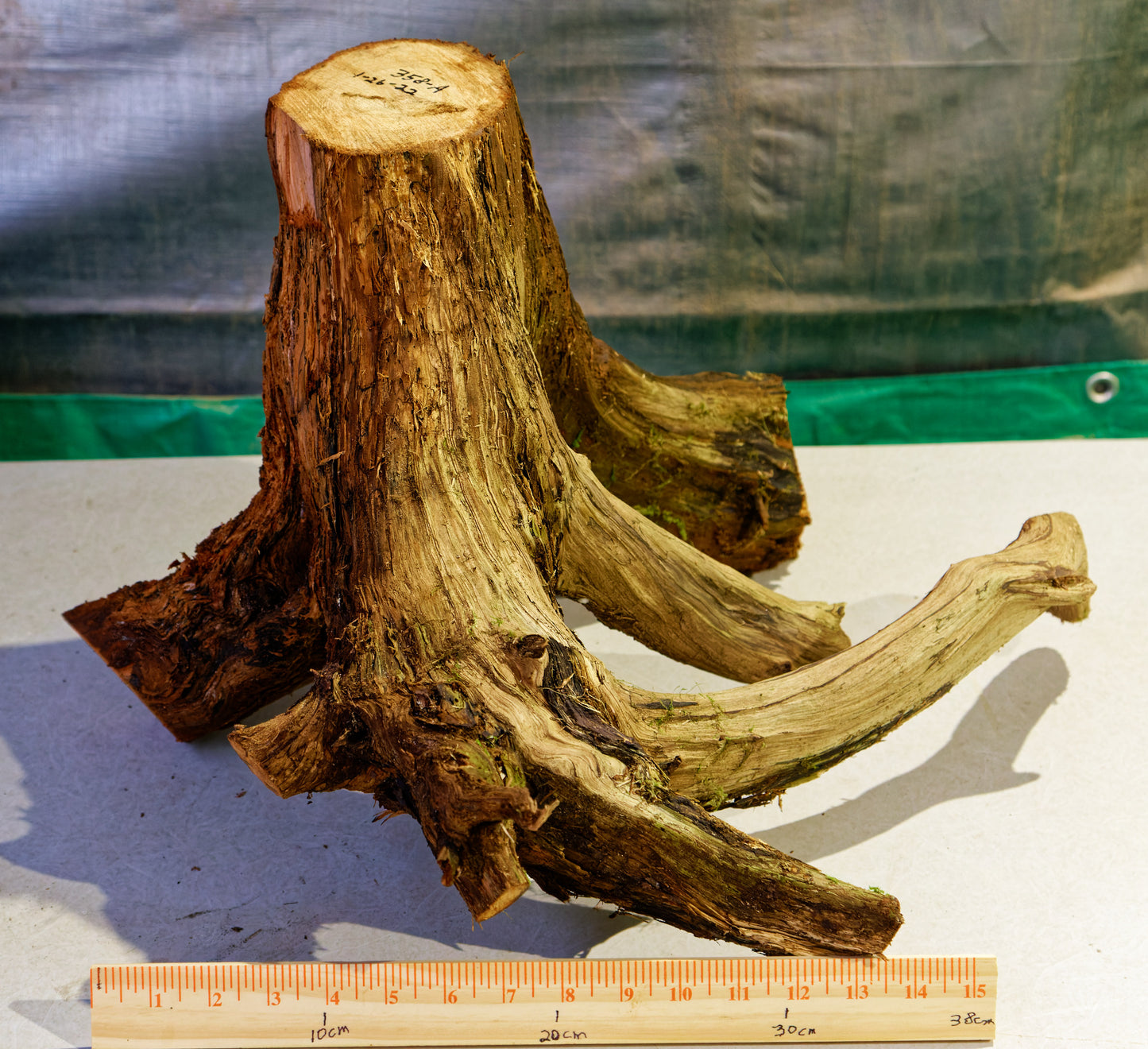 Exotic branching cedar bowl, unique twisted fancy wood, rustic decorative designer bowl, curves, 12 inch tall, 17 wide, 20 long, 3 lbs, 358-A