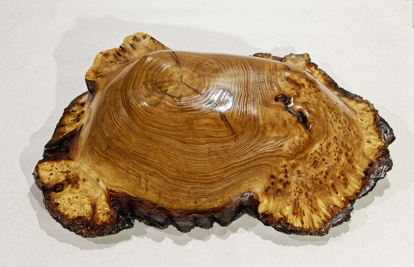 Large live edge burl wood bowl sculpture golden brown, bark, 27” x 14”x 5.5”, rich grain and burl patterns, 100% unique, Siberian black elm, 312-B Black elm burl bowl #2, Robert C Paulson Jr