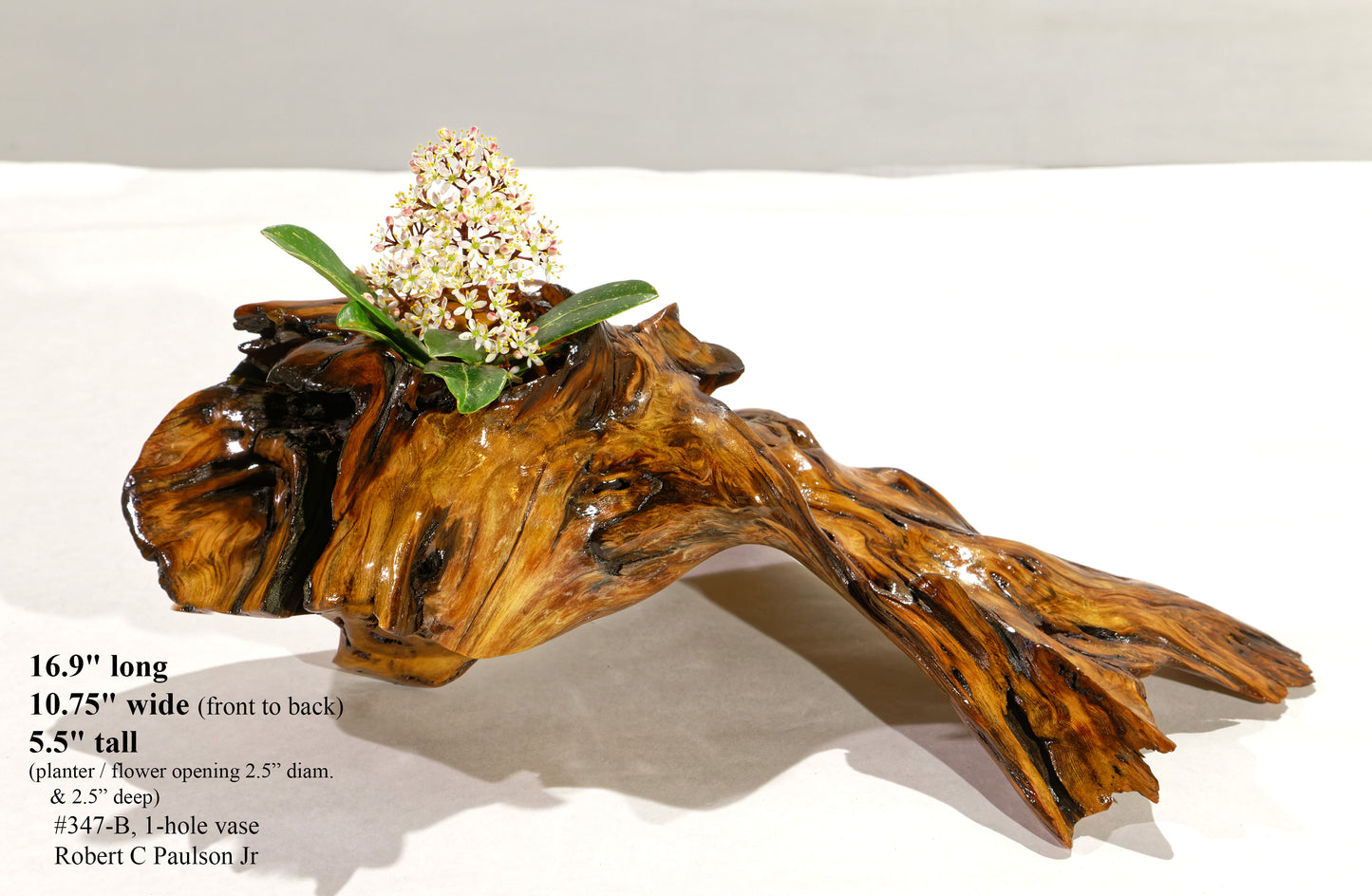 rustic tree root catchall bowl, planter brown orange gold, branches irregular shapes, Ponderosa pine 17 inch x 11 x 5.5 tall, 3 lbs, 347-B 