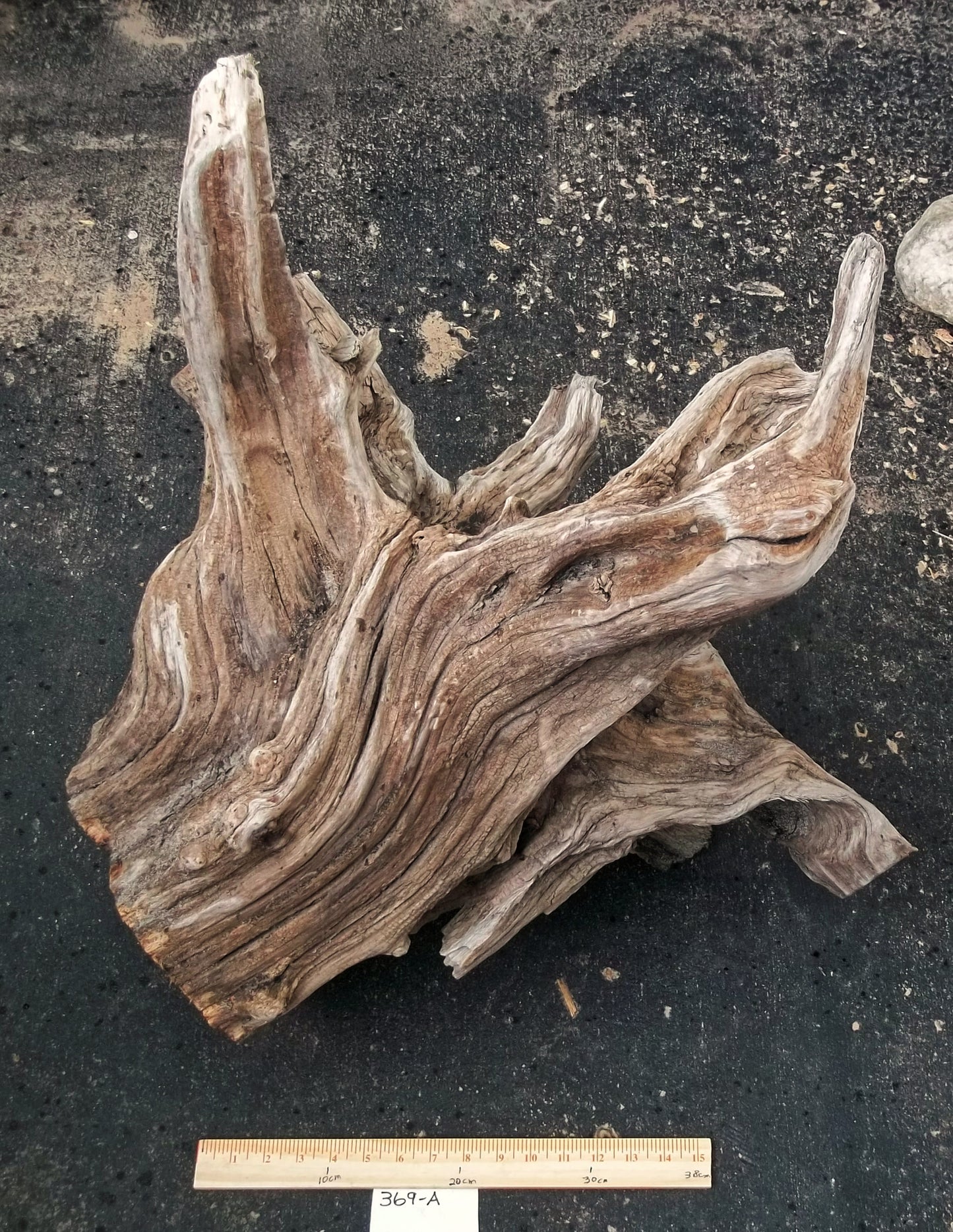 Exotic branched wood root bowl, 14.75'' T, x 21.5, large, smooth, rustic refined, twisted, arced, sprawling, one of a kind, unique, maroon, brown gold, obsidian rock floor inside, Wabi Sabi, driftwood, fruit bowl, food safe, beautiful, 369-A