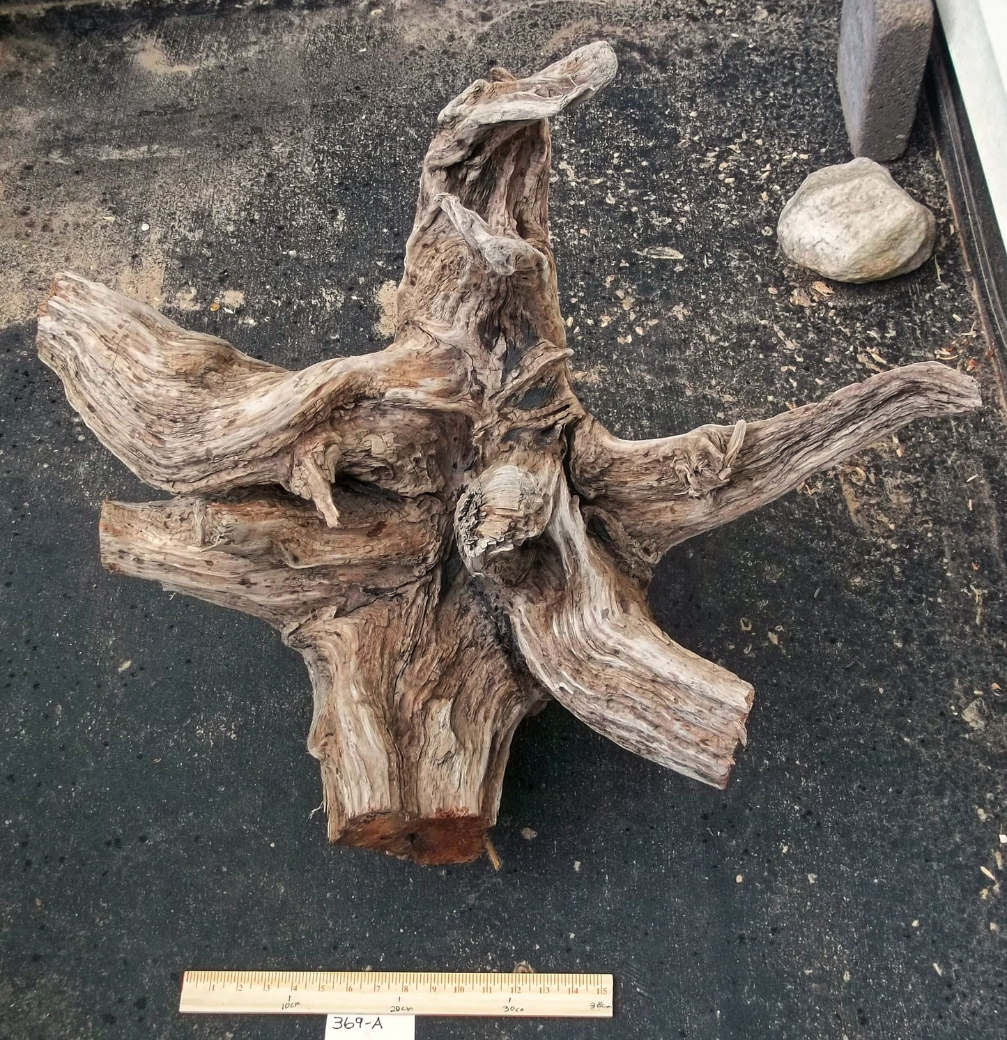 Exotic branched wood root bowl, 14.75'' T, x 21.5, large, smooth, rustic refined, twisted, arced, sprawling, one of a kind, unique, maroon, brown gold, obsidian rock floor inside, Wabi Sabi, driftwood, fruit bowl, food safe, beautiful, 369-A