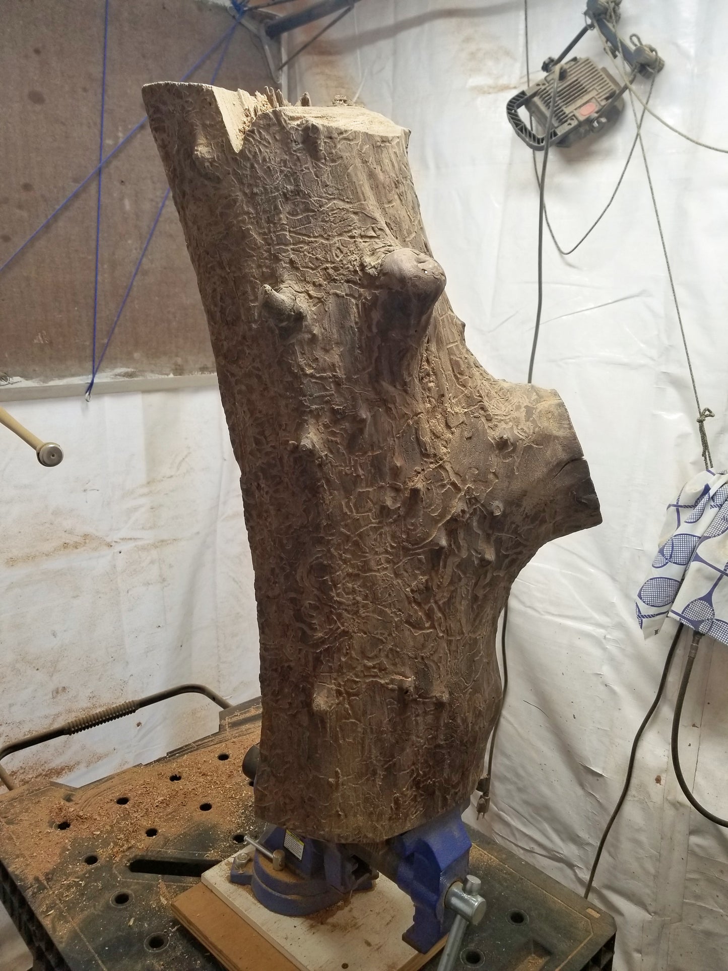 Raw untouched wood chunk that will over the next three weeks become a beautiful brown tabletop and floor wooden sculpture 31.5" tall created from black Walnut wood. It has freeform flowing lines showing amazing wood grain. The wood was rescued from a 24 inch diameter tree that died and fell in an Oregon winter storm.