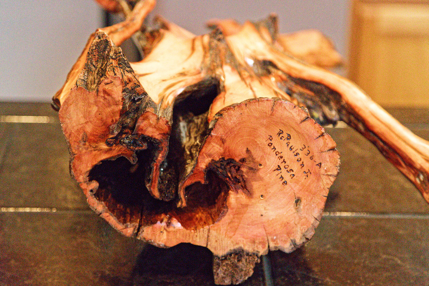 Ponderosa pine conjoined root tabletop sculpture, 28 inches tall, 336-A