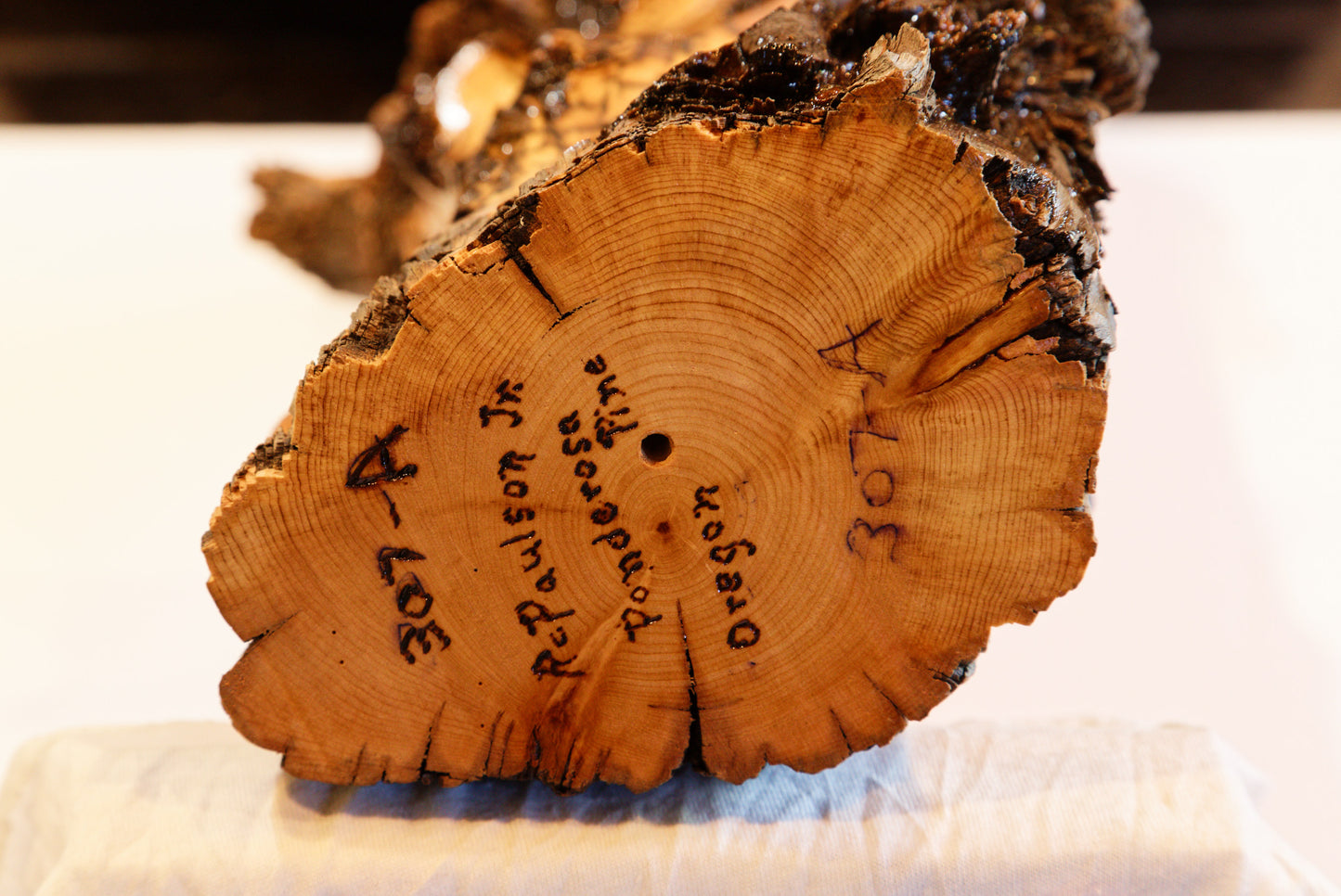 tabletop live edge beautifully grained Ponderosa pine natural sculpture with gold, brown, black, 23.5 T x 7.5 x 5.5, 3.42#, 307-A