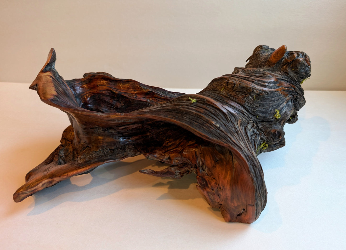 rustic weathered natural wood tabletop sculpture / vase, Ponderosa pine, lichens, 5 tall x 13 x 9’’, 2.9 lbs., Wabi Sabi one-of-a-kind, 385-C
