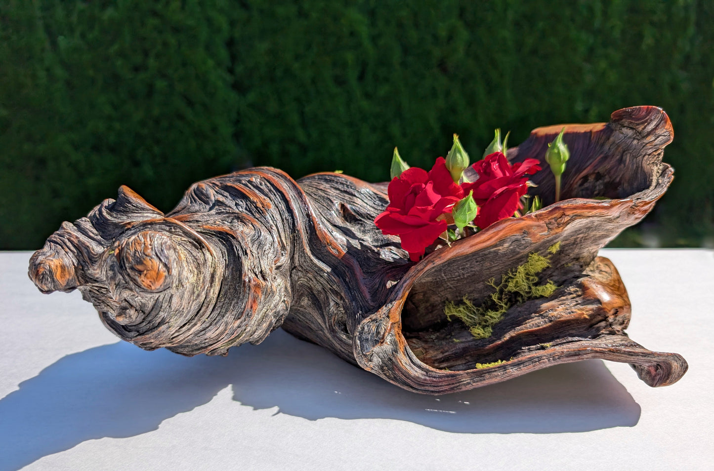 rustic weathered natural wood tabletop sculpture / vase, Ponderosa pine, lichens, 5 tall x 13 x 9’’, 2.9 lbs., Wabi Sabi one-of-a-kind, 385-C