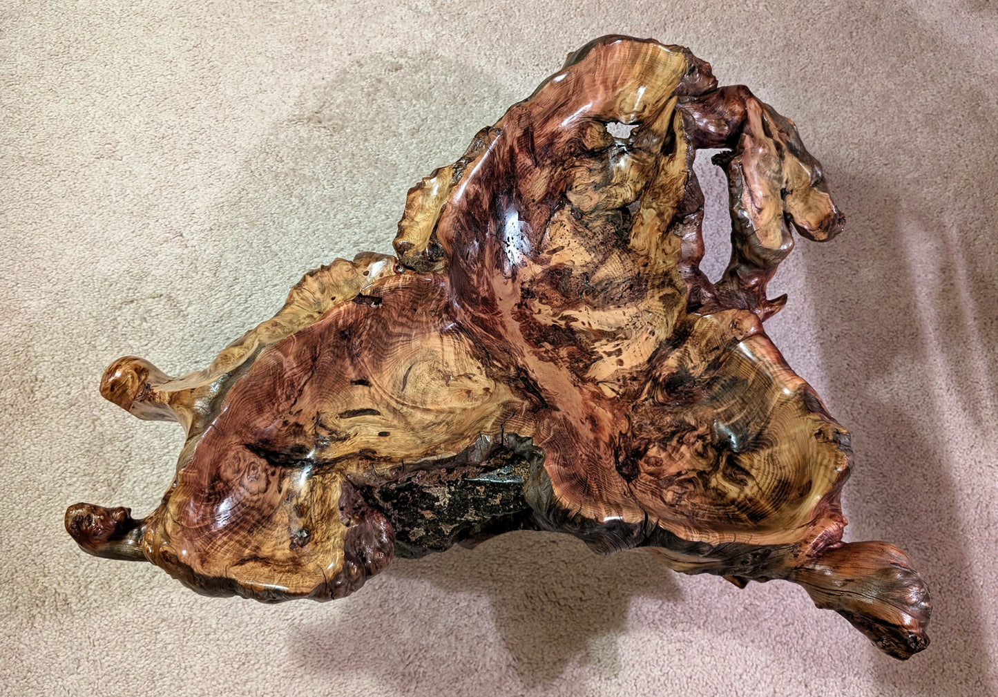 Root bowl with imbedded lava rock, pine wood, rustic root bowl, live edge, irregular, 2-levels, conjoined roots, gold maroon brown, rich grain, 7"T x 20.5L, Wabi Sabi, 593-A2
