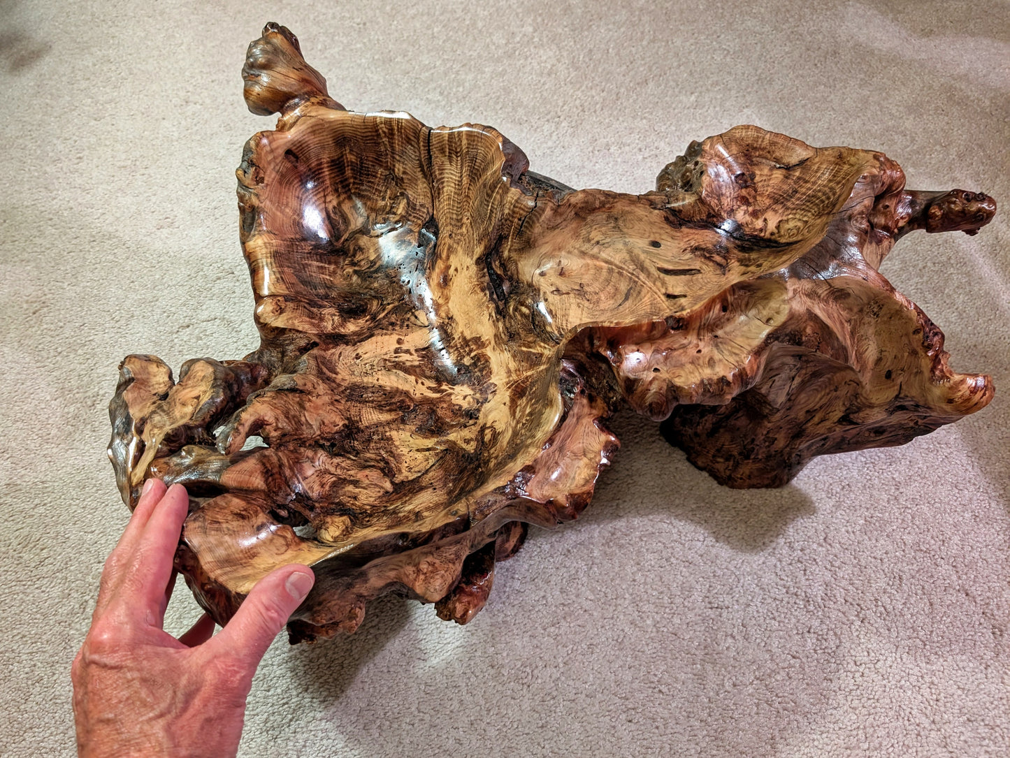 Root bowl with imbedded lava rock, pine wood, rustic root bowl, live edge, irregular, 2-levels, conjoined roots, gold maroon brown, rich grain, 7"T x 20.5L, Wabi Sabi, 593-A2