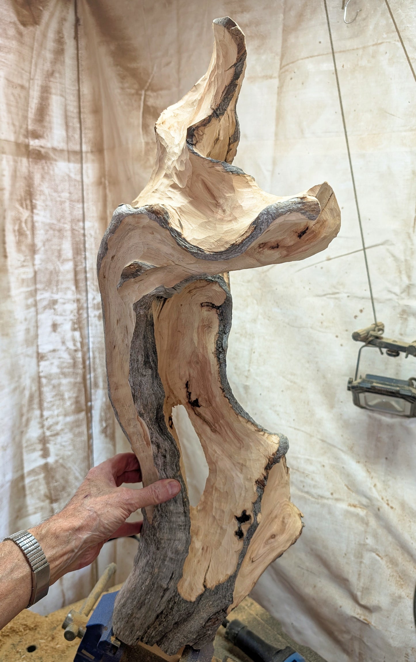 exotic wood sculpture 29 inch tall, one-of-a-kind, irregular freeform desktop tabletop or floor sculpture, Quaking Aspen , beautiful grain, smooth, satin finish, flowing lines, yellow gold brown, reclaimed wood, sustainably sourced, 621-A