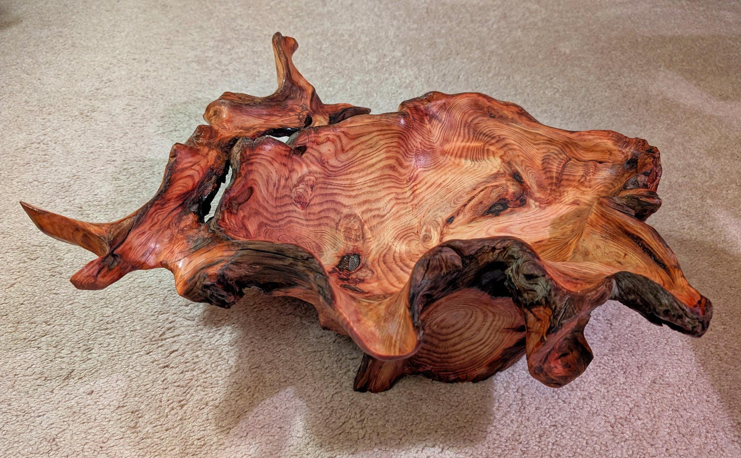exotic root bowl, Ponderosa pine rustic refined wood, live edge, natural gold maroon brown, rich grain, 7" tall x 20.5, unique, 593-A1
