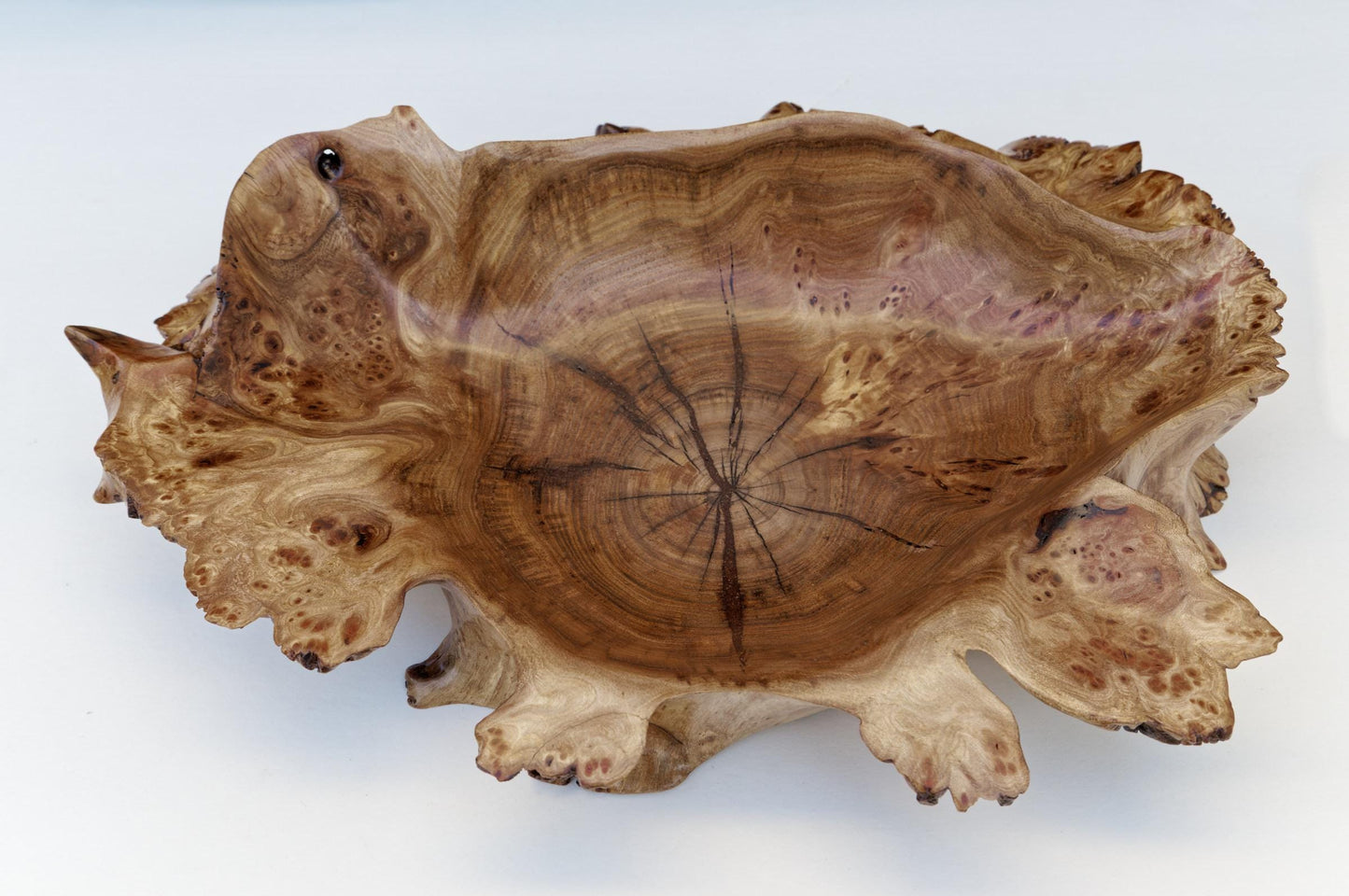 Siberian black elm shallow burl bowl, irregular platter, wall hanging, tabletop sculpture, live edge bark, 2.75"T x 15L, Wabi Sabi, 312-E3