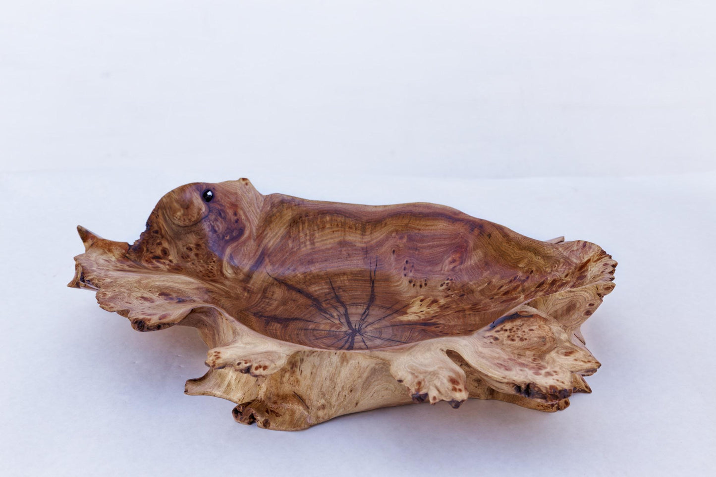 Siberian black elm shallow burl bowl, irregular platter, wall hanging, tabletop sculpture, live edge bark, 2.75"T x 15L, Wabi Sabi, 312-E3
