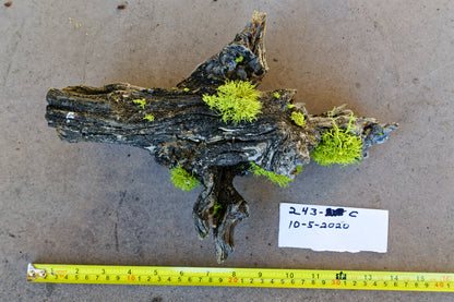 wall hanging Ponderosa pine with natural lichen 12 inches tall x 9 x 4.5'', 1# 6 oz, 243-C