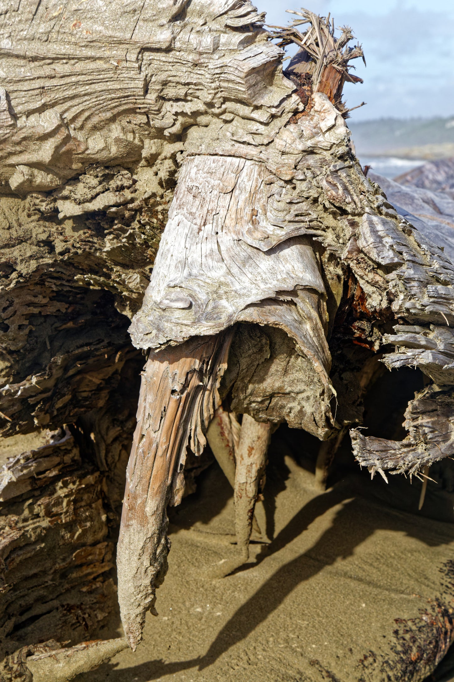driftwood planter vase 26 inches tall, sprawling arms, root of unknown old growth tree, rustic natural, Wabi Sabi, smooth, thick and thin, one of a kind, unique, exotic, organic, natural, salvaged wood, recycled wood, reclaimed wood, 276-A