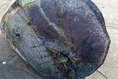 driftwood planter vase 26 inches tall, sprawling arms, root of unknown old growth tree, rustic natural, Wabi Sabi, smooth, thick and thin, one of a kind, unique, exotic, organic, natural, salvaged wood, recycled wood, reclaimed wood, 276-A