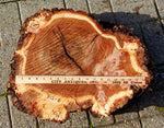 Large live edge burl wood bowl sculpture golden brown, bark, 27” x 14”x 5.5”, rich grain and burl patterns, 100% unique, Siberian black elm, 312-B Black elm burl bowl #2, Robert C Paulson Jr, 312-B