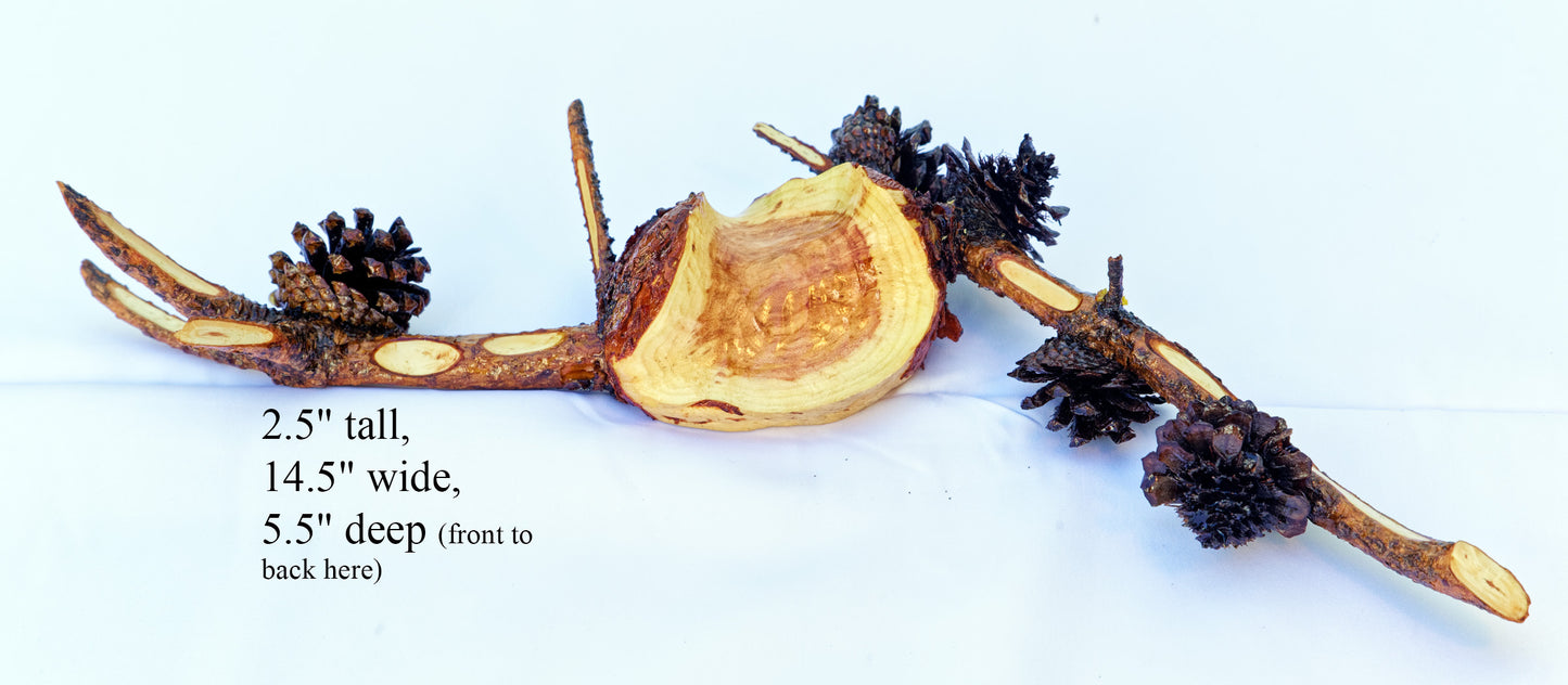 natural wall hanging or tabletop art, Lodgepole pine gall with pine cones 14.5" x 5.5" x 2.5", 284-A