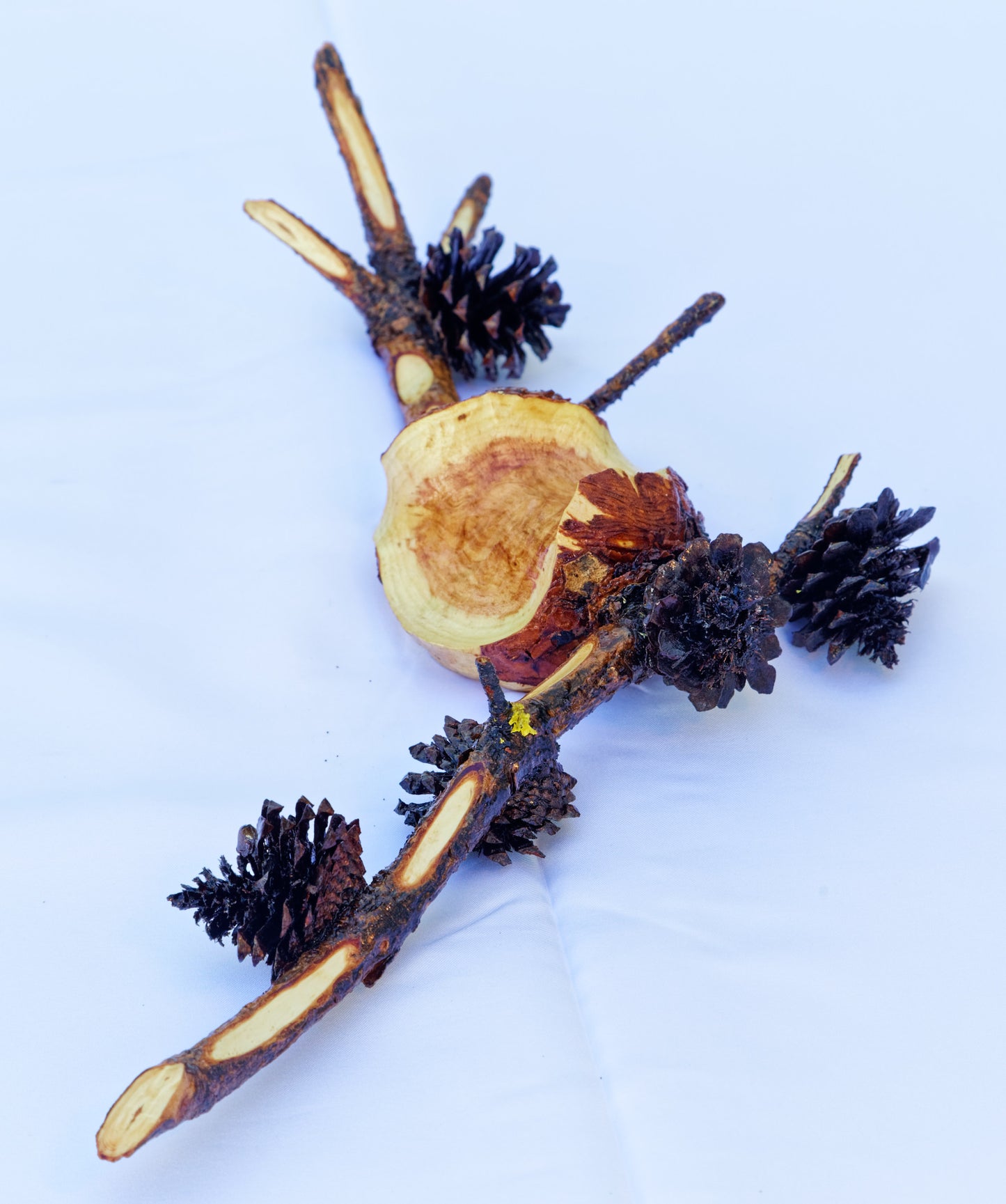 natural wall hanging or tabletop art, Lodgepole pine gall with pine cones 14.5" x 5.5" x 2.5", 284-A