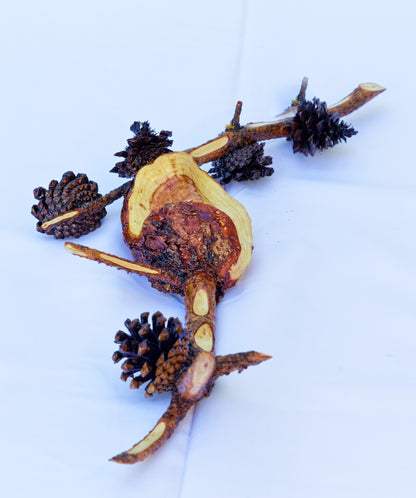 natural wall hanging or tabletop art, Lodgepole pine gall with pine cones 14.5" x 5.5" x 2.5", 284-A
