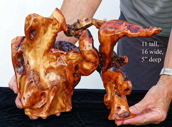 Conifer tabletop root sculpture 4, Douglas fir roots, 11 tall, 16 wide, 5 deep, 4.5 lbs, Wabi Sabi wabi-sabi one-of-a-kind, asymmetric, 324-A