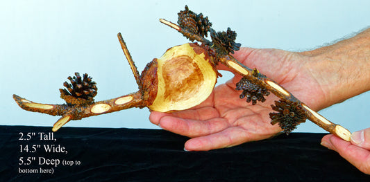 natural wall hanging or tabletop art, Lodgepole pine gall with pine cones 14.5" x 5.5" x 2.5", 284-A
