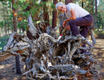 gorgeous floor & tabletop wood root sculpture, one-of-a-kind freeform wooden sculpture, 35 Tall x 17 x 14", 18 lbs, upcycled, Wabi Sabi, 332-A