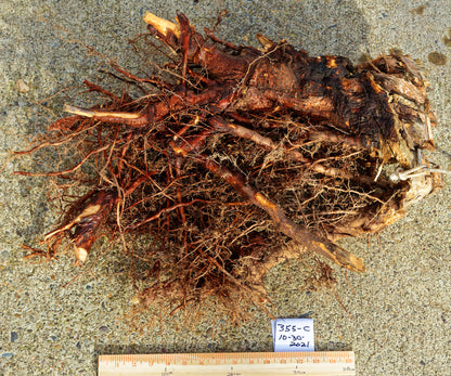 wall hanging roots, cedar roots, 20.5 Tall x 18 x 6'', 5.17 lbs, Wabi Sabi Wasabi wabi-sabi one-of-a-kind, asymmetric, upcycled, 355-C
