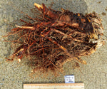wall hanging roots, cedar roots, 20.5 Tall x 18 x 6'', 5.17 lbs, Wabi Sabi Wasabi wabi-sabi one-of-a-kind, asymmetric, upcycled, 355-C