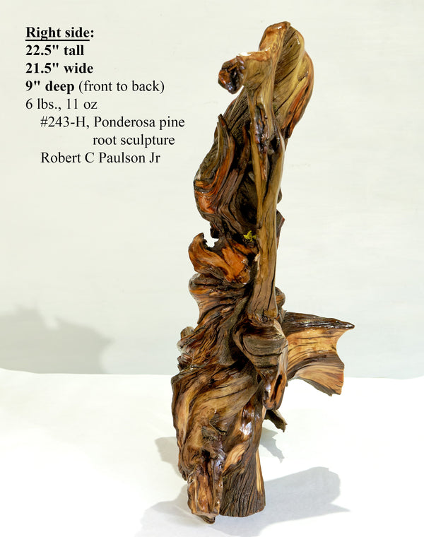 Rustic tabletop wood sculpture décor, conjoined roots, 22 x 21 x 9, decorative mantel sculpture, Ponderosa, lodge cabin décor, brown, 243-H