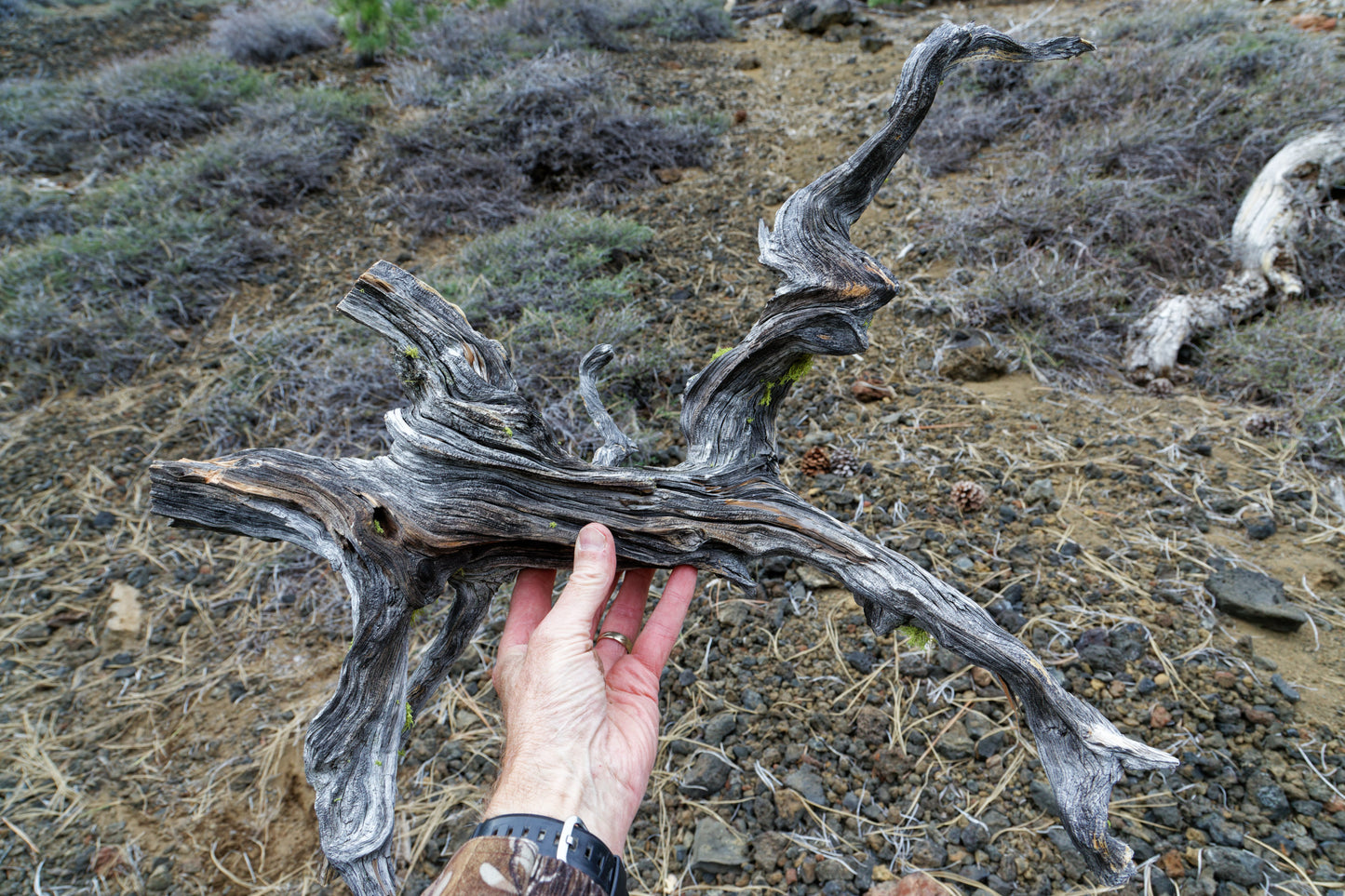 twisted tree root, wood wall hanging, natural sculpture, rustic sculpture, 24 in long x 23 x 9, 3 lbs, 12 oz, Wabi Sabi, wall art, 385-A