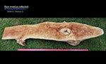 Wood bowl, large exotic bowl, walnut burl, figured fancy wood, designer bowl, best decor, curves, 8 inch tall, 10.5 wide, 25 long, 5 lbs, 9 oz, asymmetric