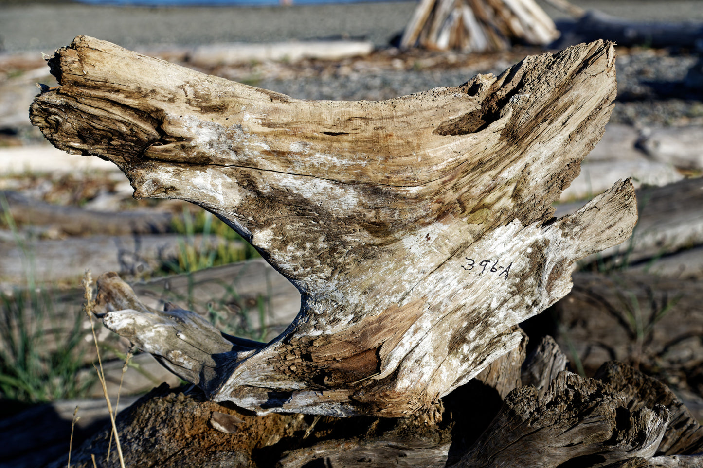 Exotic irregular wood bowl, cedar ocean driftwood, brown gold, branched, unique, rustic smooth, 17 inches long, 12 wide, 9 tall, 1 lb. 15 oz, Arrow arm bowl, 396-A