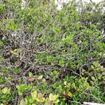 Rustic 2-part wood bowl catchall tabletop, exotic sculpture, asymmetric decor, willow live edge bark, 15" tall x 9 x 8, Wabi Sabi, 430-A