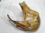 Exotic irregular wood bowl, cedar ocean driftwood, brown gold, branched, unique, rustic smooth, 17 inches long, 12 wide, 9 tall, 1 lb. 15 oz, Arrow arm bowl, 396-A