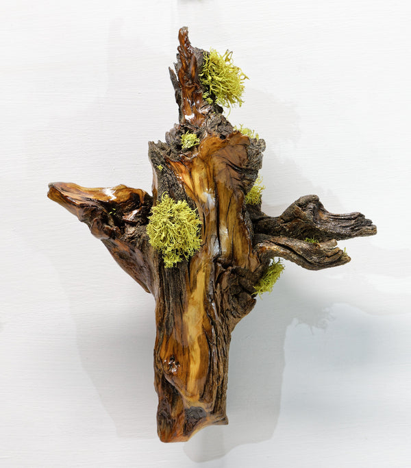 wall hanging Ponderosa pine with natural lichen 12 inches tall x 9 x 4.5'', 1# 6 oz, 243-C