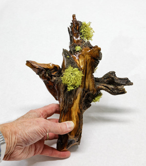 wall hanging Ponderosa pine with natural lichen 12 inches tall x 9 x 4.5'', 1# 6 oz, 243-C