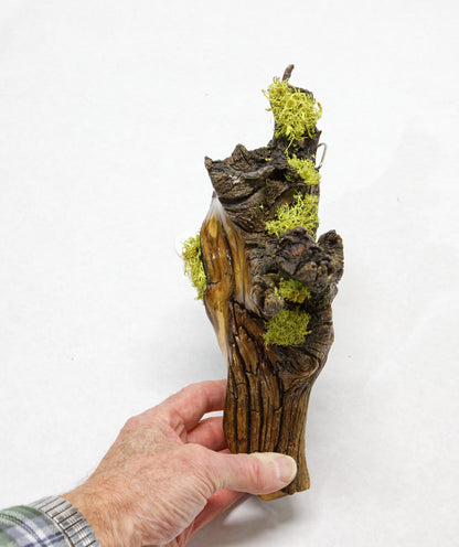 wall hanging Ponderosa pine with natural lichen 12 inches tall x 9 x 4.5'', 1# 6 oz, 243-C