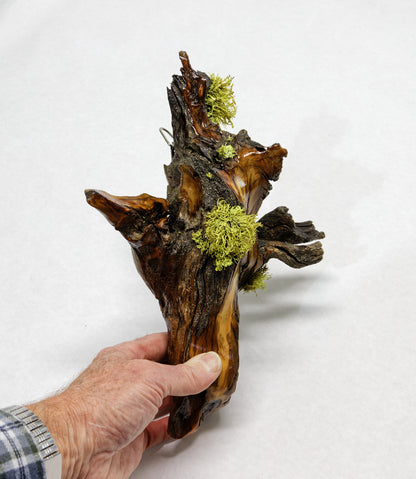 wall hanging Ponderosa pine with natural lichen 12 inches tall x 9 x 4.5'', 1# 6 oz, 243-C