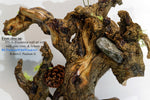 natural wood root wall hanging, twisted root, sculpture, rustic, 18 in tall x 17 x 6, 6 lb, 14 oz, upcycled, Wabi Sabi, wall art, 375-A