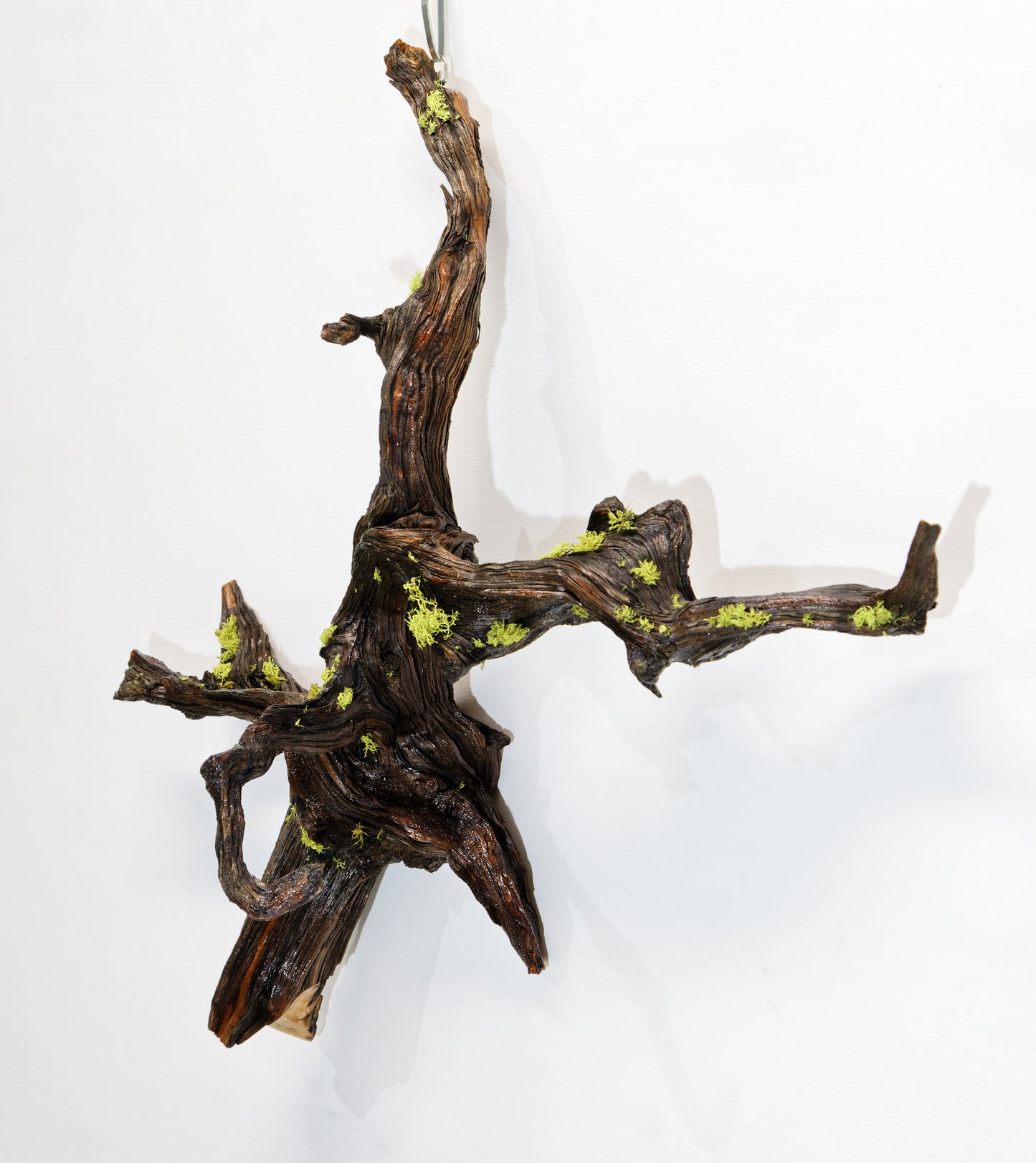 twisted tree root, wood wall hanging, natural sculpture, rustic sculpture, 24 in long x 23 x 9, 3 lbs, 12 oz, Wabi Sabi, wall art, 385-A