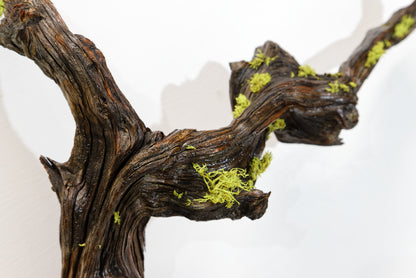 twisted tree root, wood wall hanging, natural sculpture, rustic sculpture, 24 in long x 23 x 9, 3 lbs, 12 oz, Wabi Sabi, wall art, 385-A