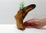 Arched bud vase, Ponderosa pine, rustic smooth arced, brown, tapered, asymmetric, decorative wood, 9 inches tall x 8 x 4.75, Wabi Sabi, 999-E