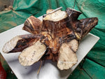 .. Exotic divided & branching tree root wood bowl, large, rustic yet refined, heirloom, flared side dishes and top dish, sprawling, one of a kind, unique, golden brown, tan, lodgepole pine, 13.25 inch tall x 32 x 24.5, food safe, wooden, unique 452-A
